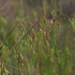 Longflower Veldtgrass - Photo (c) Michele Roman, all rights reserved, uploaded by Michele Roman
