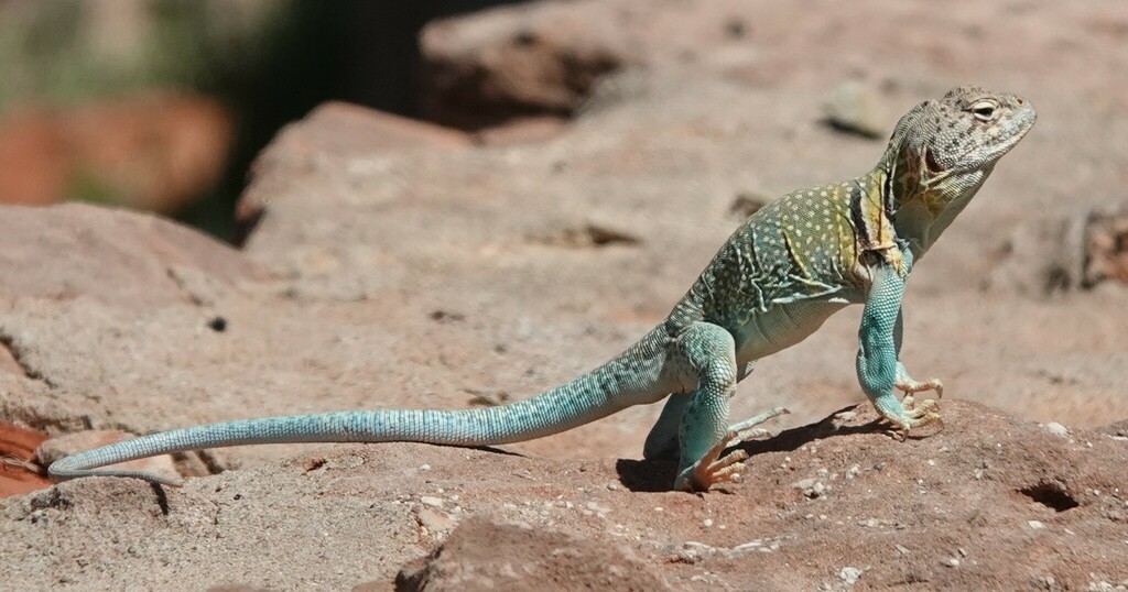 Eastern Collared Lizard from Randall County, TX, USA on May 12, 2023 at ...