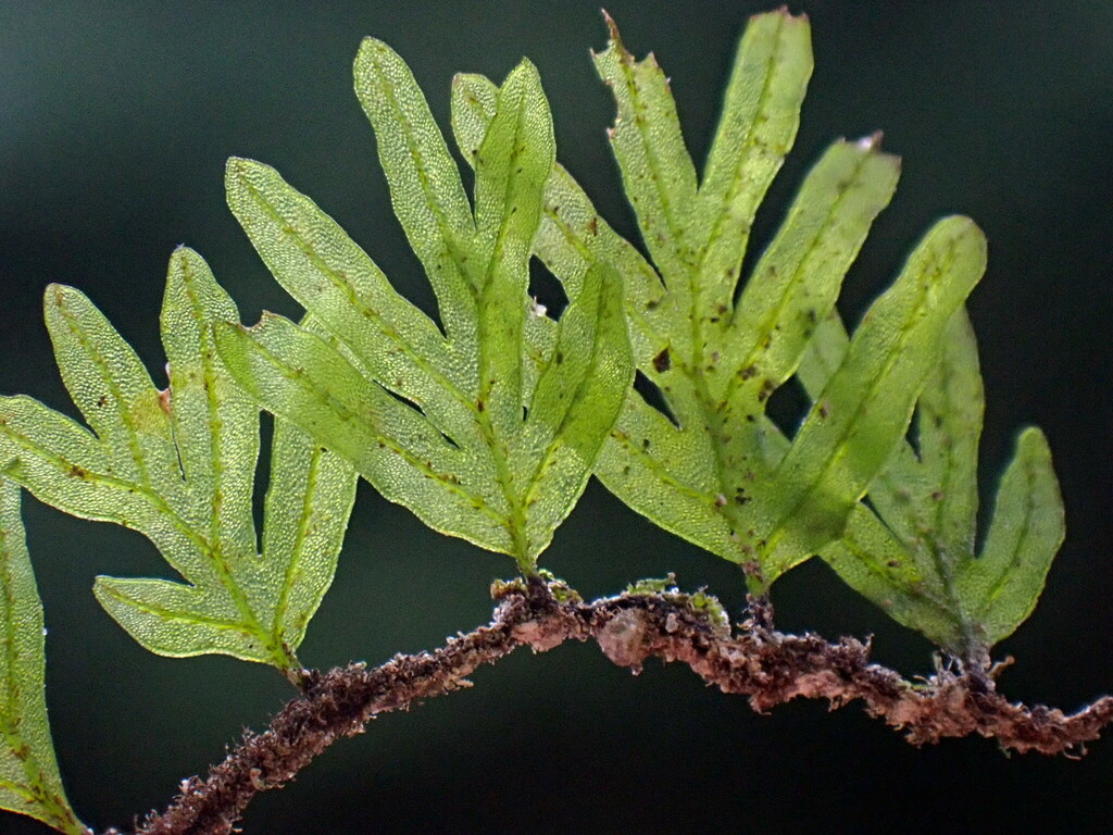 Crepidomanes kurzii (Crepidomanes kurzii)