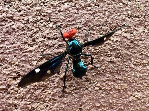 Clitodoca fenestralis