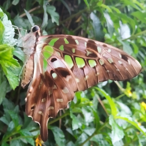 Tailed Jay