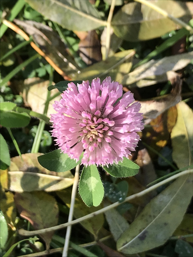Red Clover from Bio Science Park, Leiden, South Holland, NL on November ...