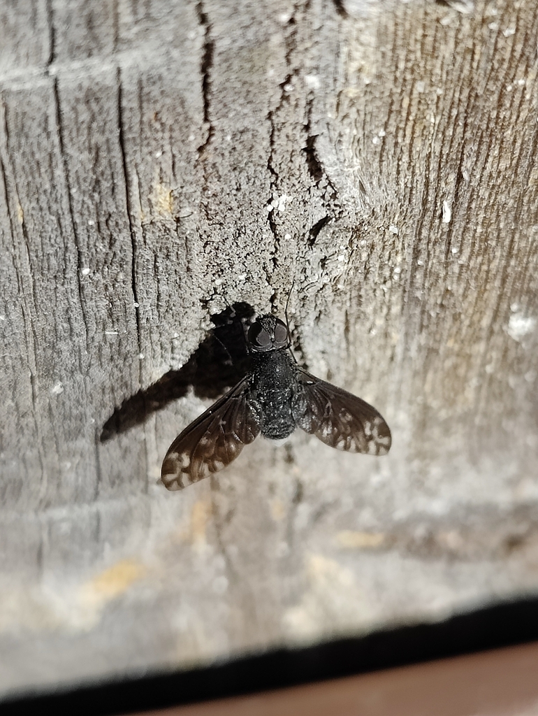 Charcoal Bee Flies from Mansfield QLD 4122, Australia on May 13, 2023