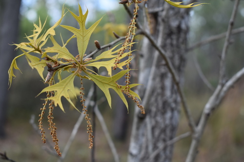 American turkey oak