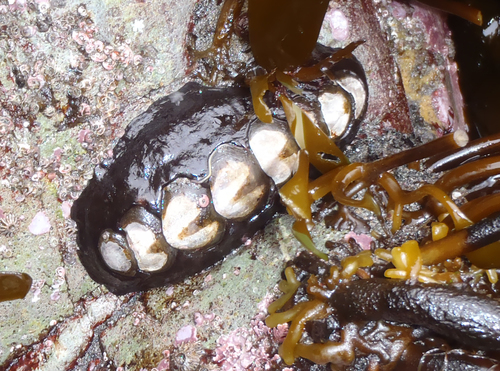 Black Leather Chiton