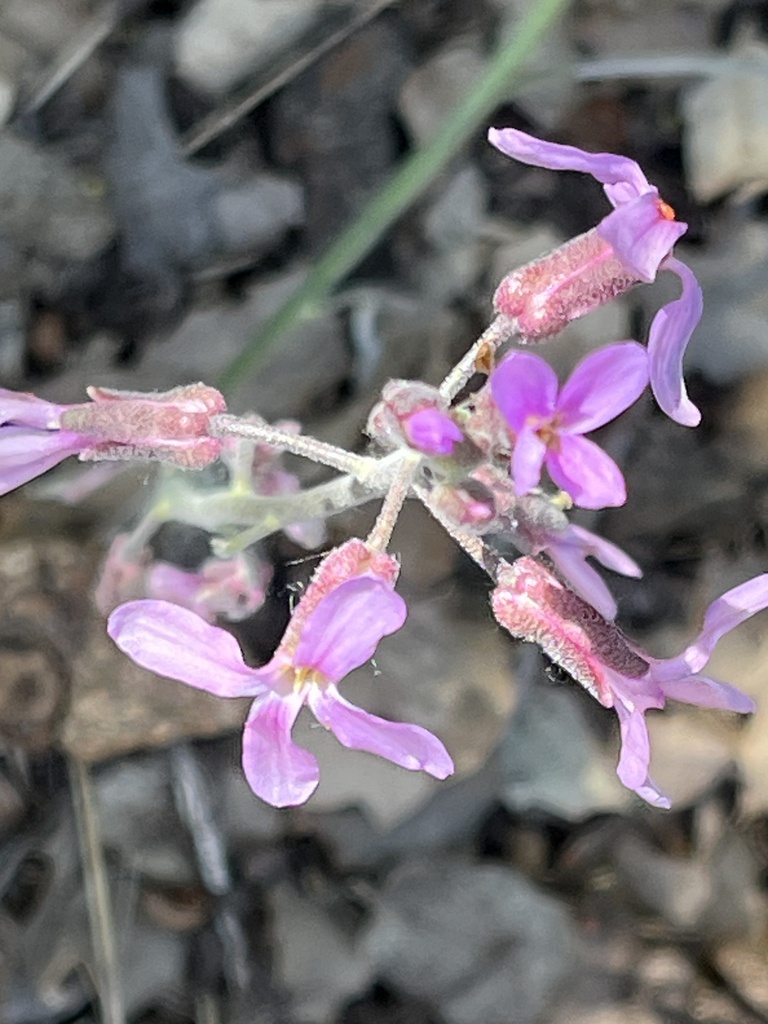 perennial rockcress from Morongo Valley, CA, US on May 12, 2023 at 10: ...