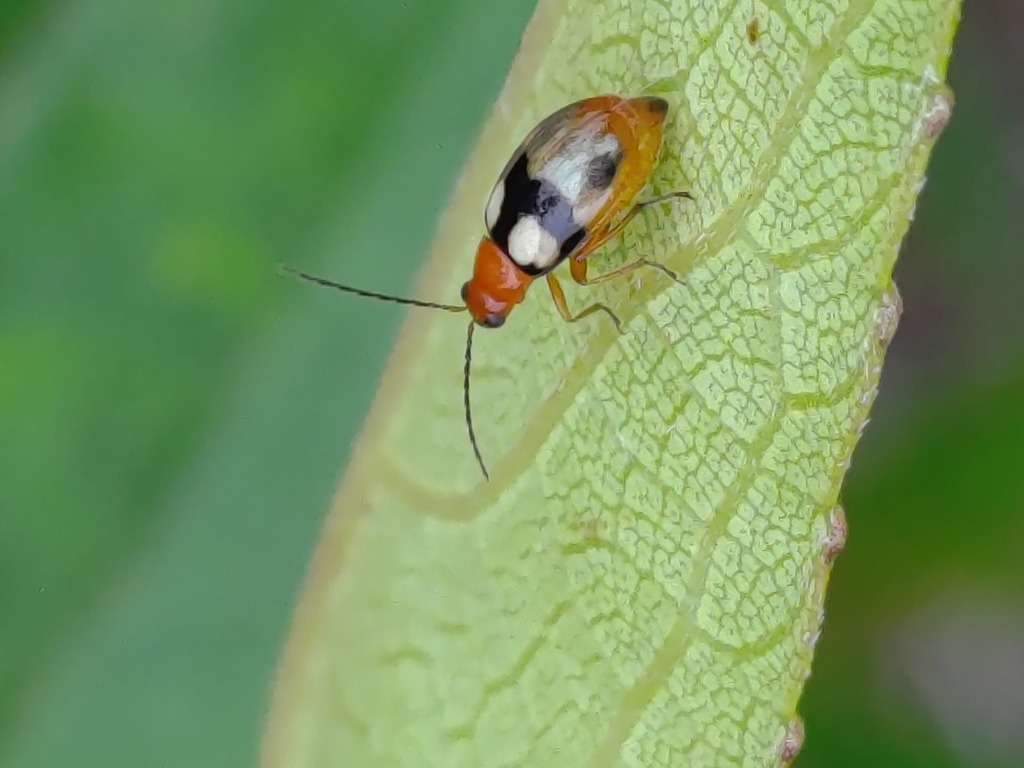 Monolepta signata from 557台灣南投縣竹山鎮德興里 on May 13, 2023 at 0319 PM by