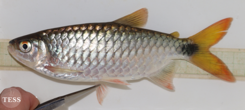 True big-scale tetra