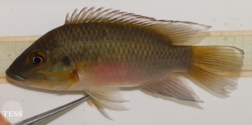 Günther's Mouthbrooder