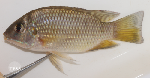 Guinean Tilapia