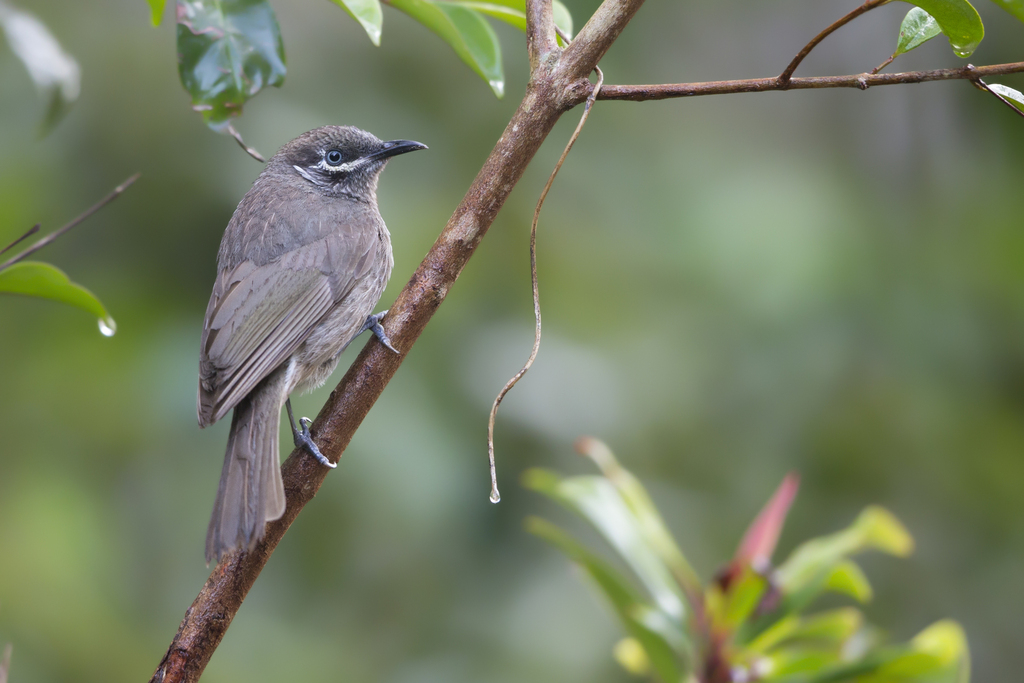 Eungella Honeyeater (Bolemoreus hindwoodi) photo