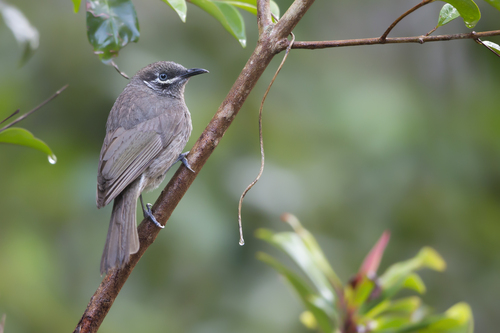 Eungella Honeyeater