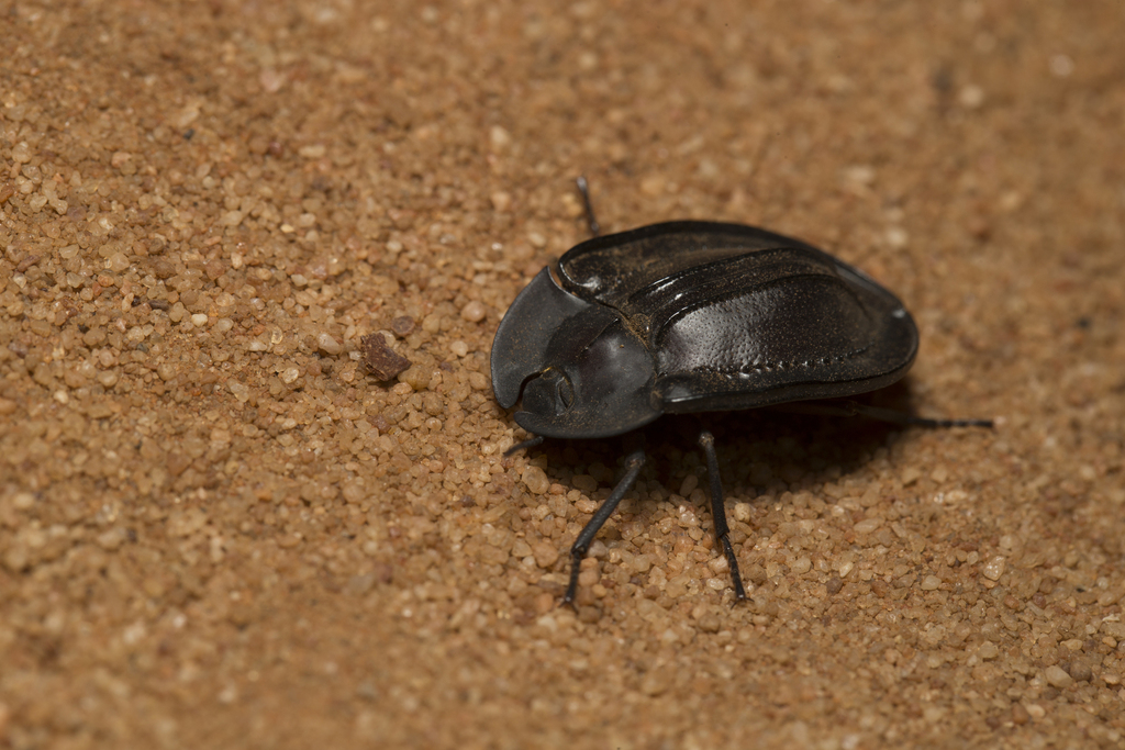 Piedish Beetles from Hattah VIC 3501, Australia on April 01, 2018 at