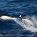 Southern Right Whale Dolphin - Photo (c) Santiago Imberti, all rights reserved