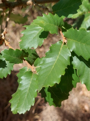 Portuguese oak