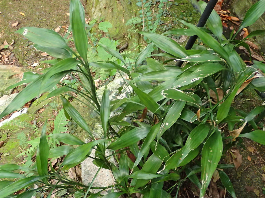 Dracaena sanderiana — Wikipédia