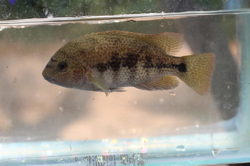 Tailbar Cichlid