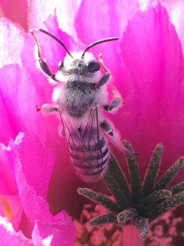 Subgenus Megandrena · iNaturalist