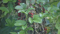 Image of Solanum dulcamara