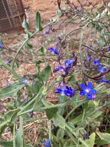 Italian Bugloss