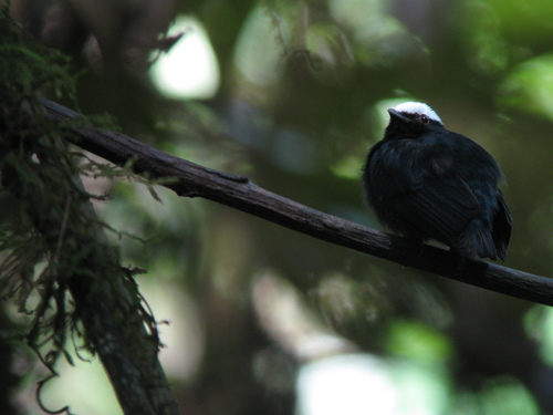 Subspecies Pseudopipra pipra discolor · iNaturalist