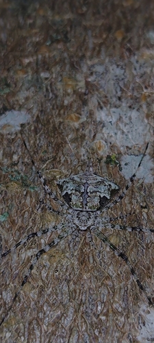 Iviraiva pachyura