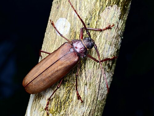 Bandar pascoei (Lansberge, 1884)