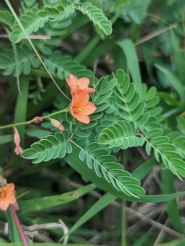slender rushpea (Hoffmannseggia tenella)