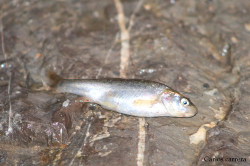 Saltillo Chub