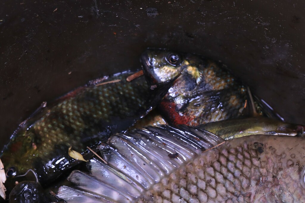 Redbelly Tilapia from 中国云南省玉溪市红塔区 on May 08, 2023 at 1106 PM by 寒月米狼