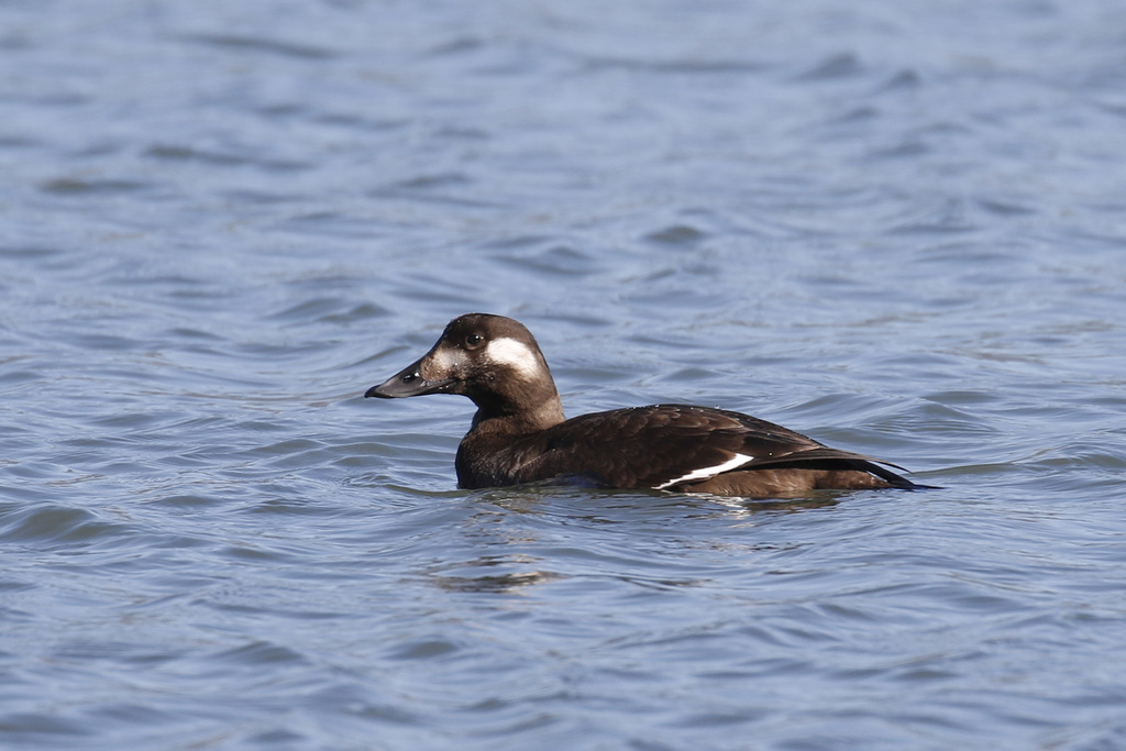 White-winged Scoter (Birds of San Mateo County) · iNaturalist