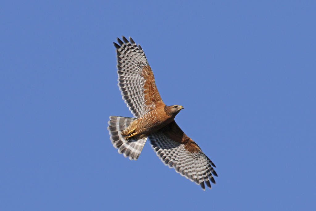 Redshouldered Hawk (Birds of San Mateo County) · iNaturalist