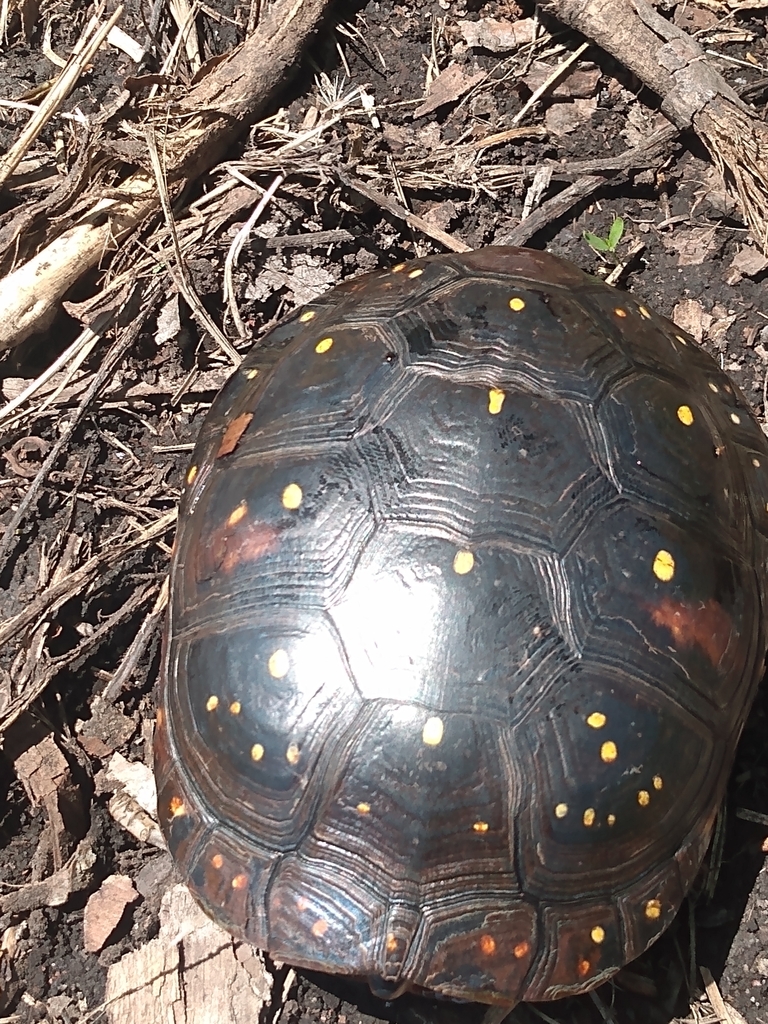 Spotted Turtle in May 2023 by Noah Hornak · iNaturalist