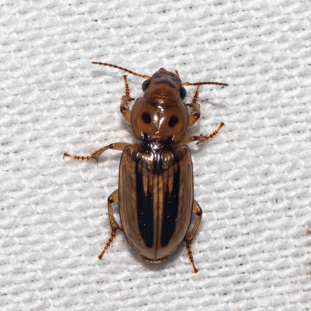 Lined Stenolophus from Anne Arundel County, MD, USA on May 12, 2023 at