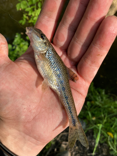 Volga Gudgeon