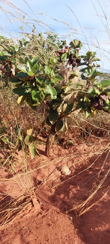 Licania humilis