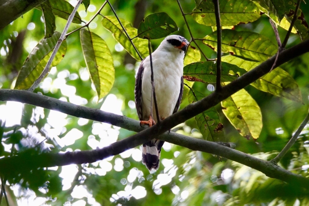 Black-faced Hawk photo