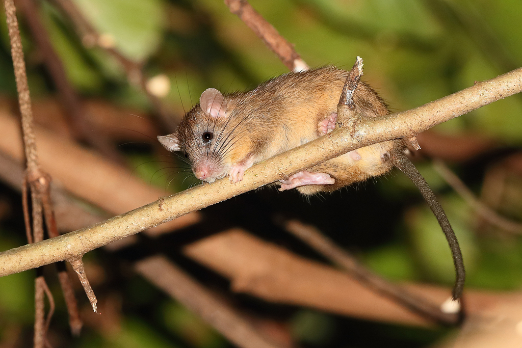 Koopman's rat