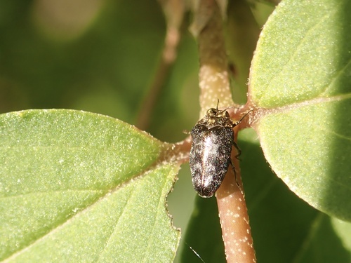 Trachys saundersi · iNaturalist