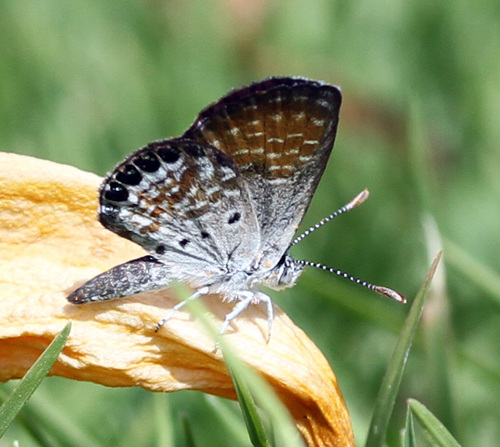 Western Pygmy-Blue