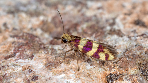 Micropterix klimeschi
