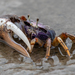 West African Fiddler Crab - Photo (c) Rogério Ferreira, all rights reserved