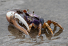 West African Fiddler Crab - Photo (c) Rogério Ferreira, all rights reserved, uploaded by Rogério Ferreira