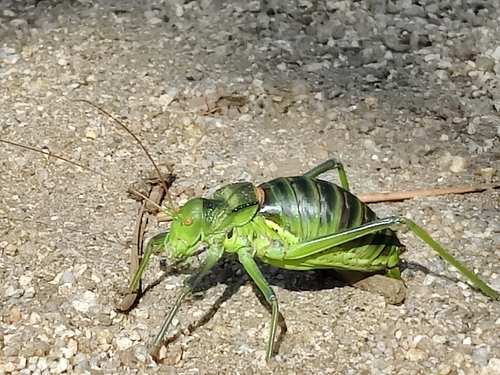 Lusitanian Saddle Bush-cricket