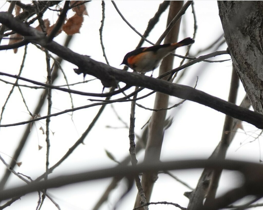 American Redstart from Chatfield SP South of Kingfisher on May 13, 2023 at 1007 AM by Lynne