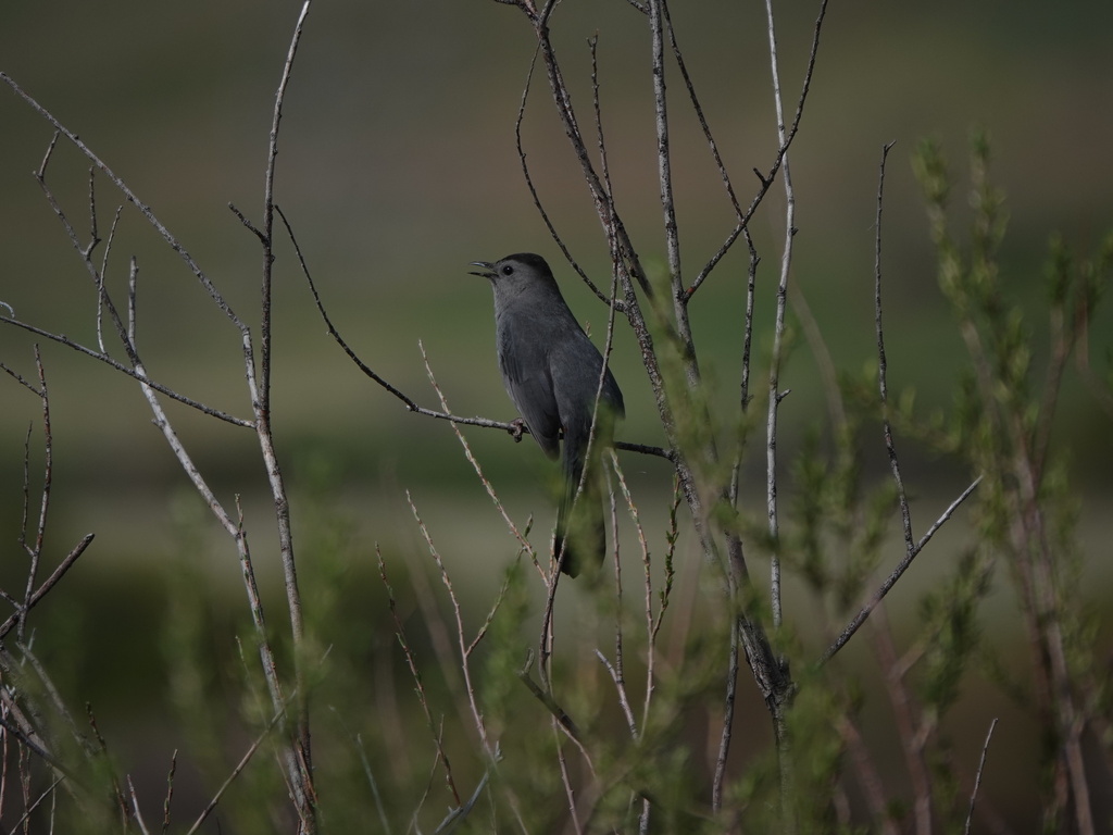Gray Catbird from Chatfield SP South of Kingfisher on May 13, 2023 at 0910 AM by Lynne
