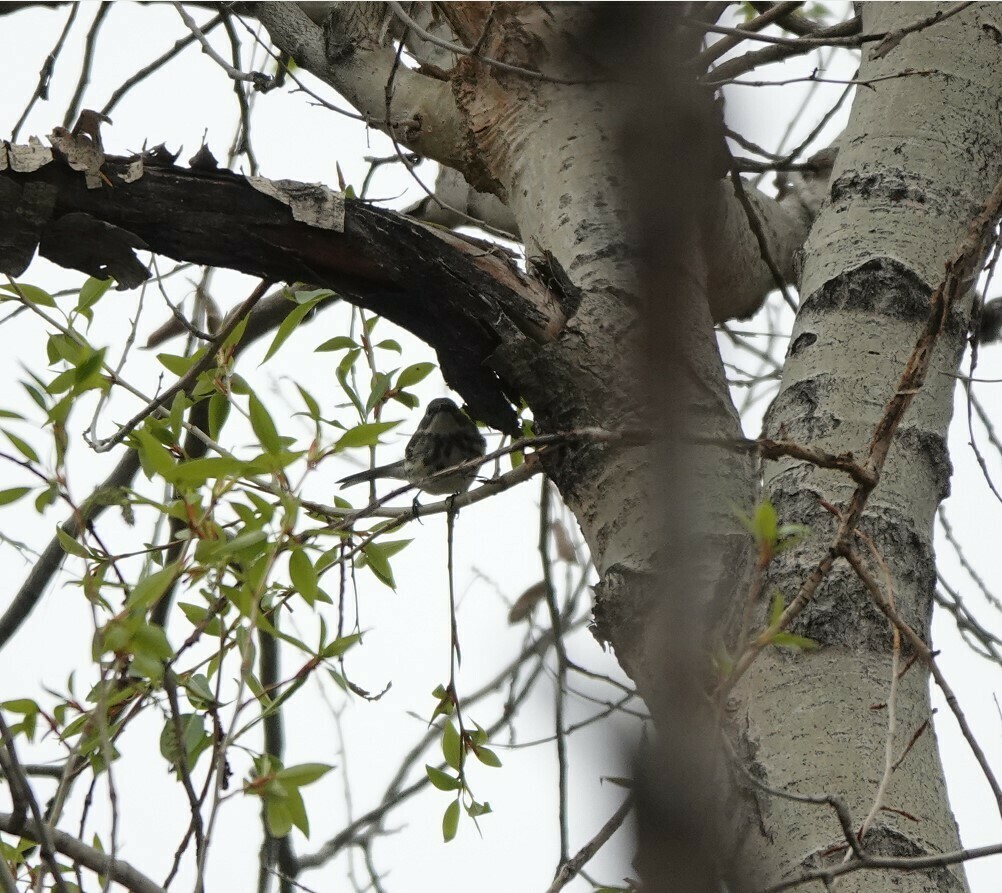 Myrtle Warbler from Chatfield SP South of Kingfisher on May 13, 2023 at 1010 AM by Lynne