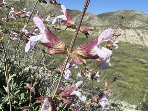 Salvia aytachii