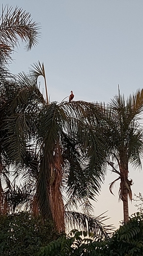 Buff-necked Ibis