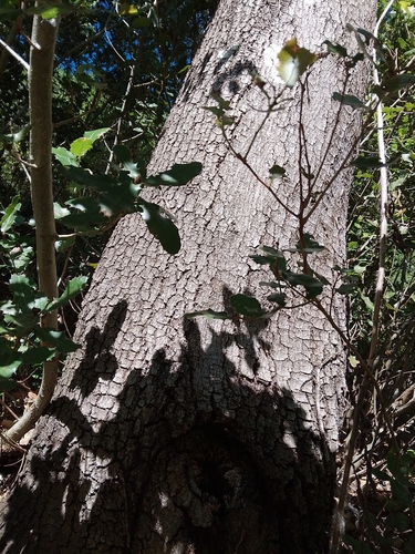 False-kermes oak